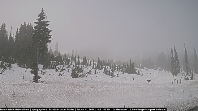 Paradise at Mount Rainier NP Webcam